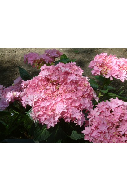 Яскраве суцвіття гортензії Romance / You & Me у повному розквіті.